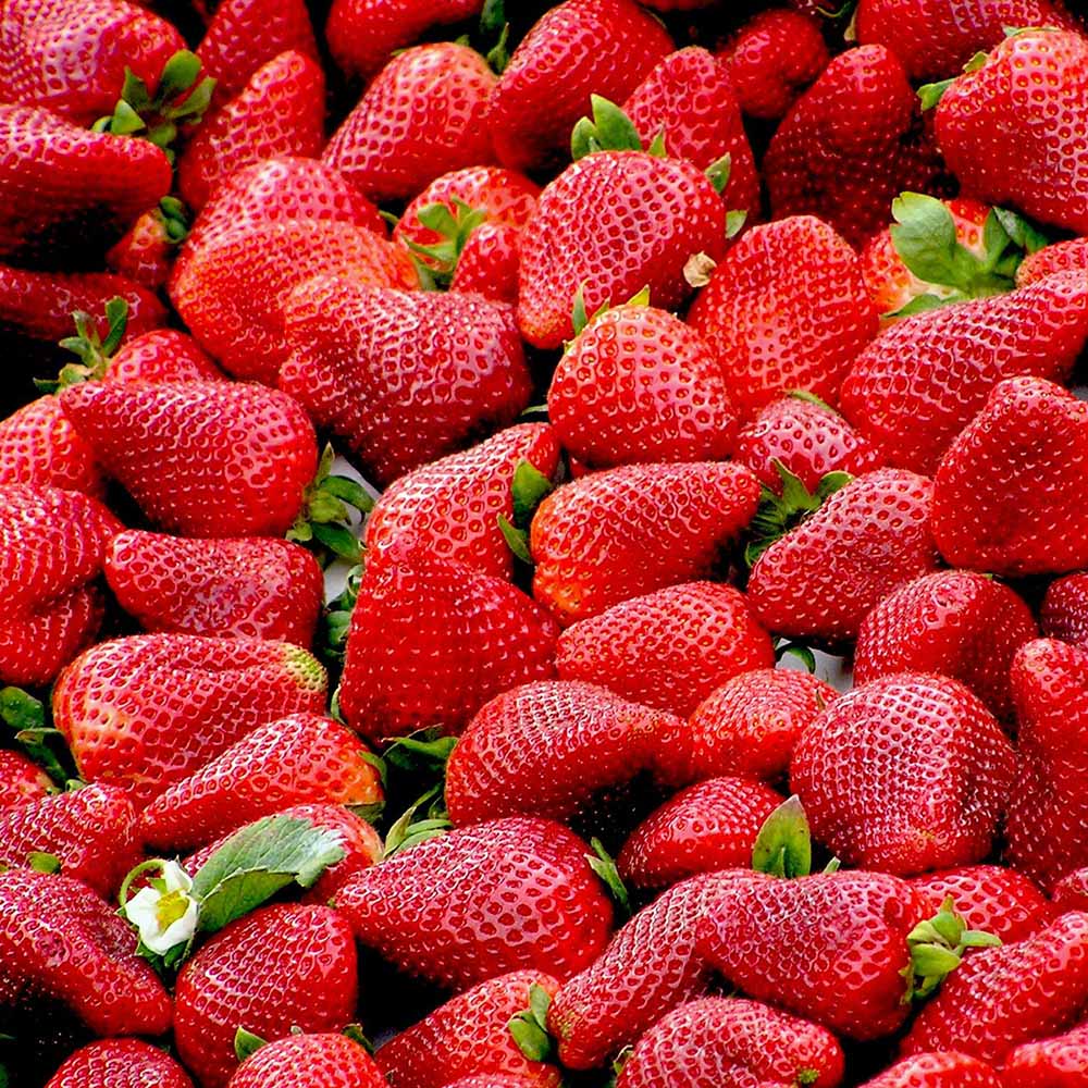 Bulk whole fresh strawberries
